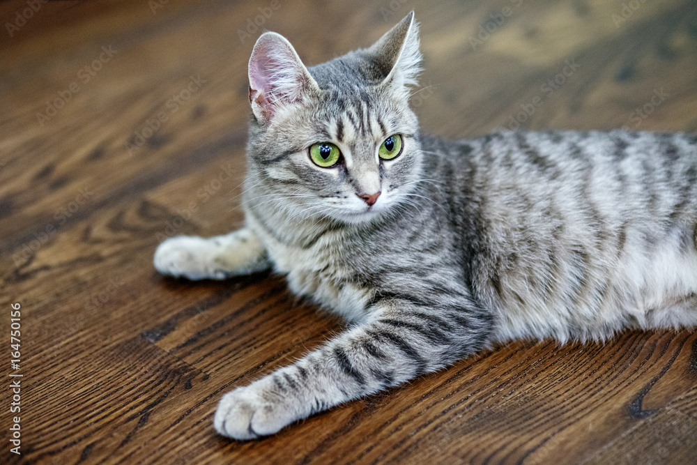 Gray striped cat shop