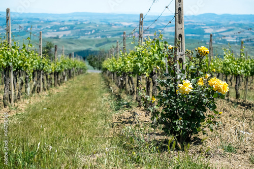 Vineyard with roses in Tuscany in the spring, Italy