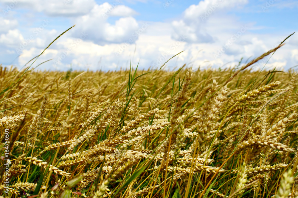 A summer landscape with golden ears of wheat.