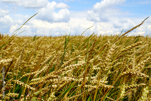 Obraz na płótnie A summer landscape with golden ears of wheat. w salonie
