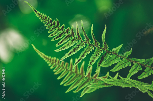 Focused green fern in forest. Nature exotic illustration