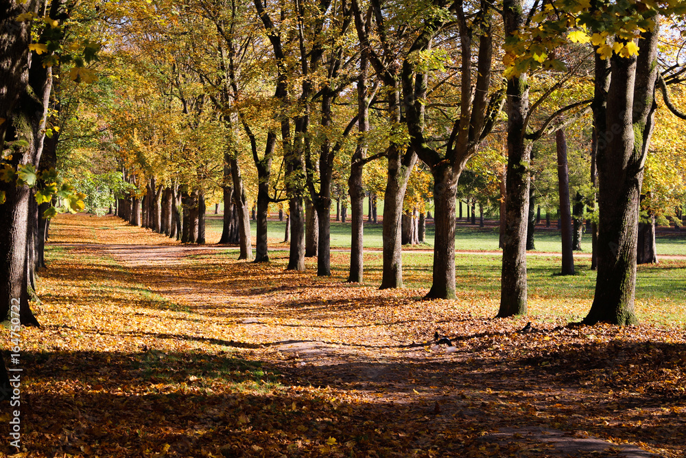 Fototapeta premium Autumn