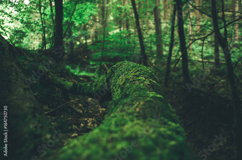 Dark forest background