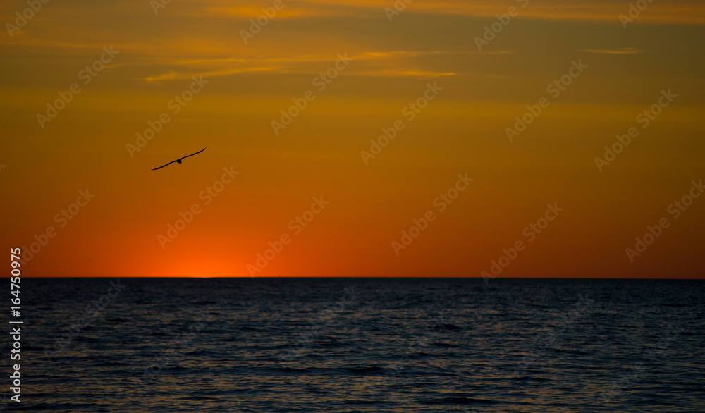 Sunset bird. Sunrise sea