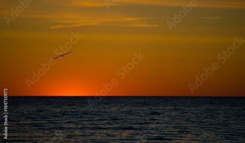 Sunset bird. Sunrise sea