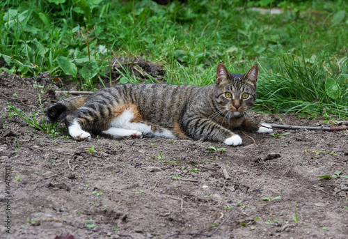 Striped cat lying on sand in open air © vicnick08