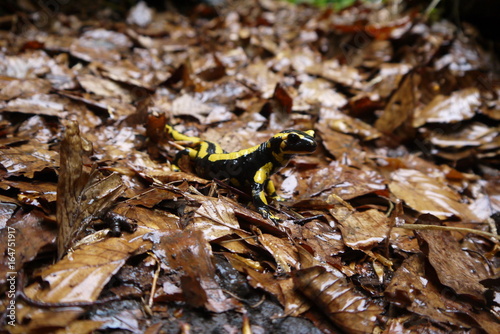 salamandre en automne