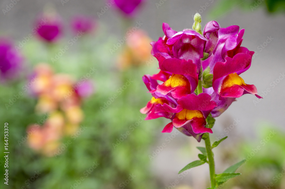 Antirrhinum majus, common snapdragon in bloom Antirrhinum majus, common snapdragon in bloom
