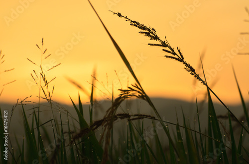 field in dusk