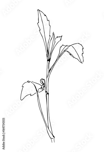 Hand drawn black stylized flower painted by liner. Vector illustration.