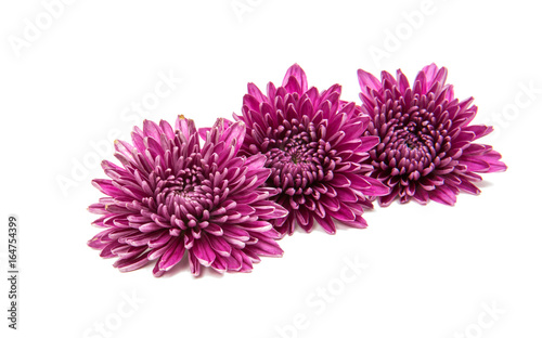Chrysanthemum flower isolated © ksena32