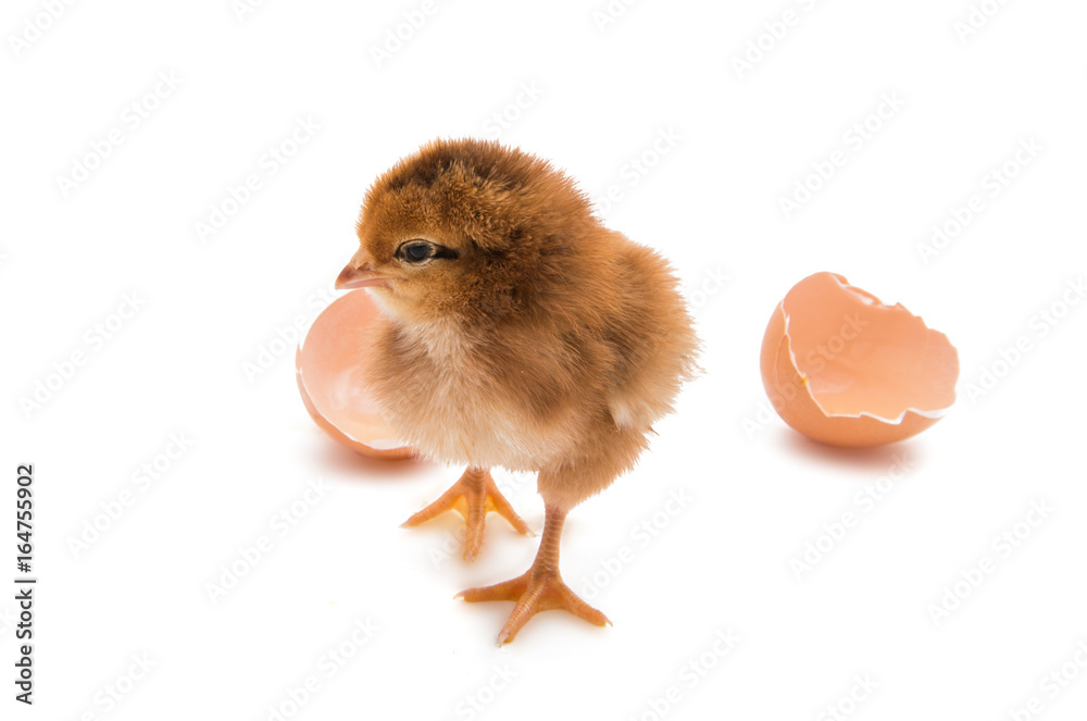 Fototapeta premium a chicken isolated
