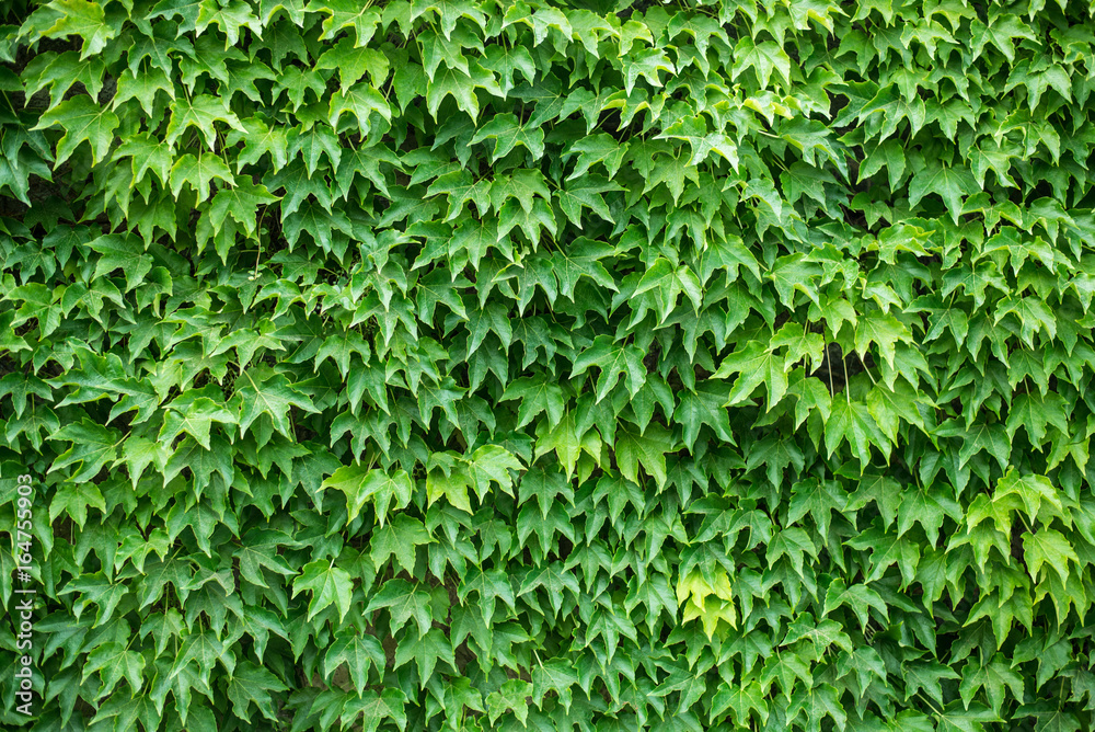 Ivy wall pattern Ivy wall pattern