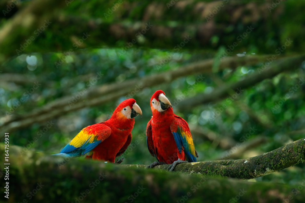 Naklejka premium Para dużych papuga Szkarłatna ara, Ara Macao, dwa ptaki siedzą na gałęzi, Brazylia. Scena miłości dzikiej przyrody z tropikalnej przyrody lasu. Dwa piękna papuga na gałąź w natury siedlisku. Zielone siedlisko.