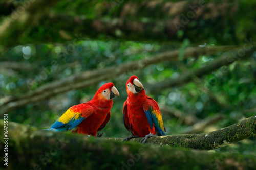 Pair of big parrot Scarlet Macaw, Ara macao, two birds sitting on branch, Brazil. Wildlife love scene from tropic forest nature. Two beautiful parrot on tree branch in nature habitat. Green habitat.