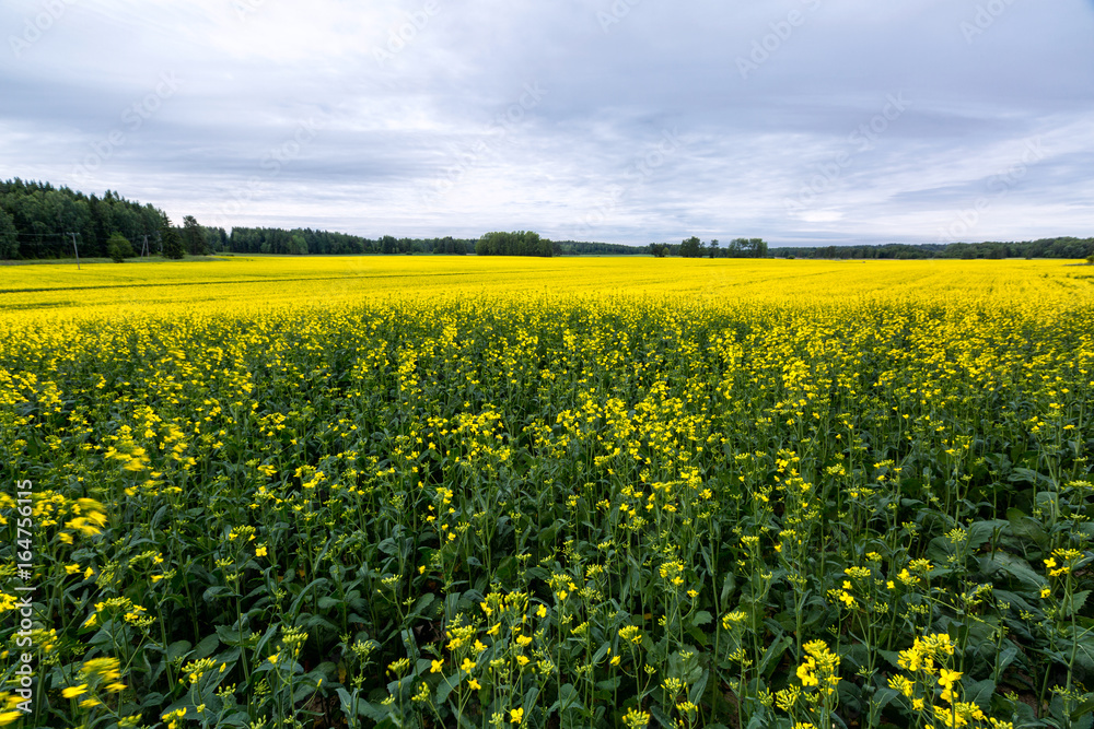 Flowering rapeseed field on a cloudy day, Finland