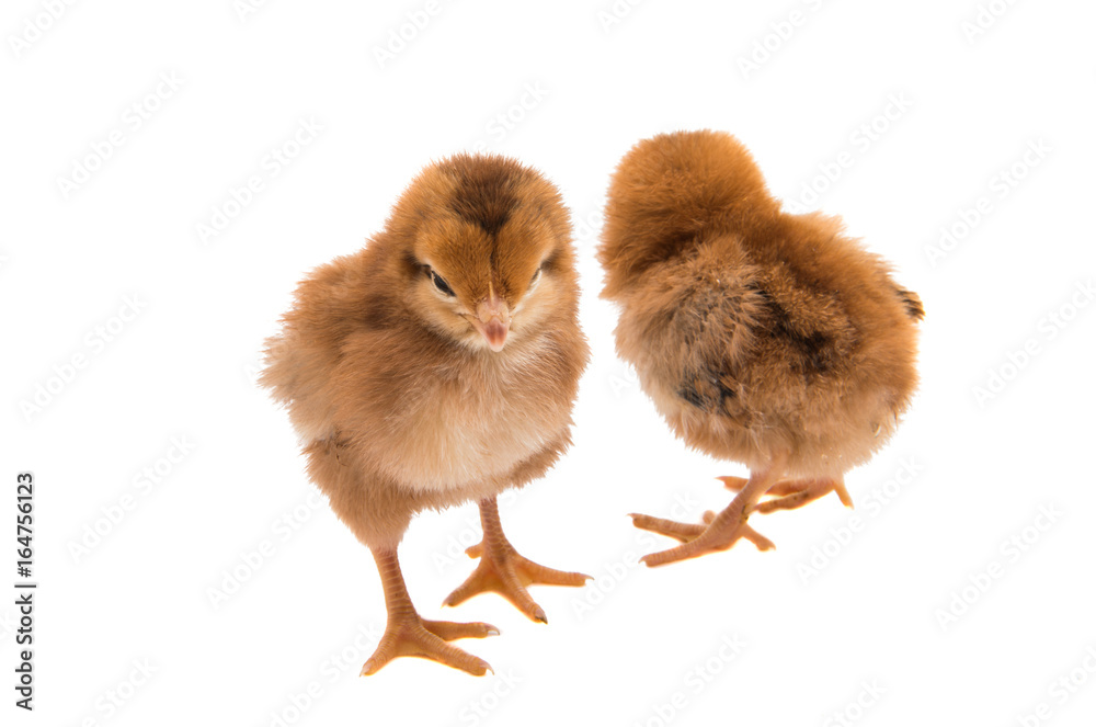 Obraz premium a chicken isolated