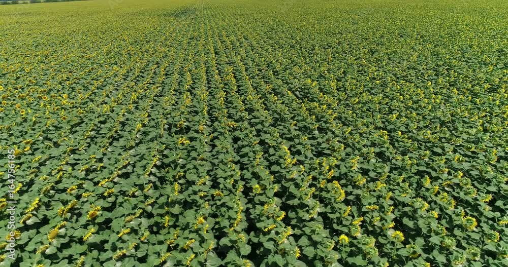 Aerial View. Flight Over The Field Of Sunflower. Aerial View. Flight Over The Field Of Sunflower.