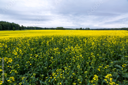Flowering rapeseed field on a cloudy day, Finland © sokko_natalia