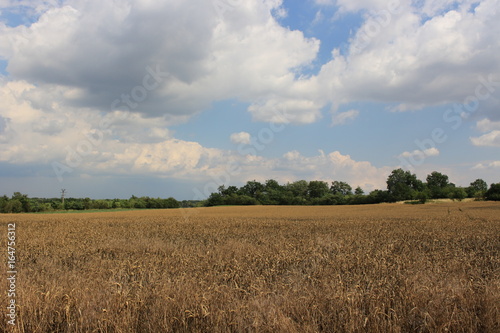 Golden wheat field with cloudy sky in background