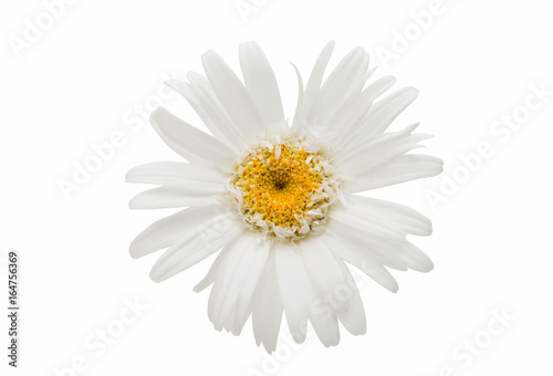 White daisy