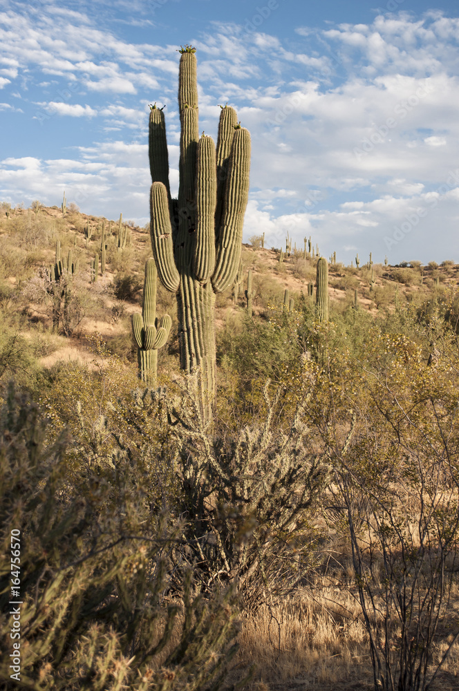 desert landscape