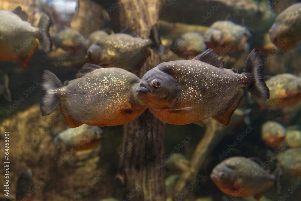 Piranha, Serrasalmus bat Natterer, fisheating meat Stock Photo Adobe