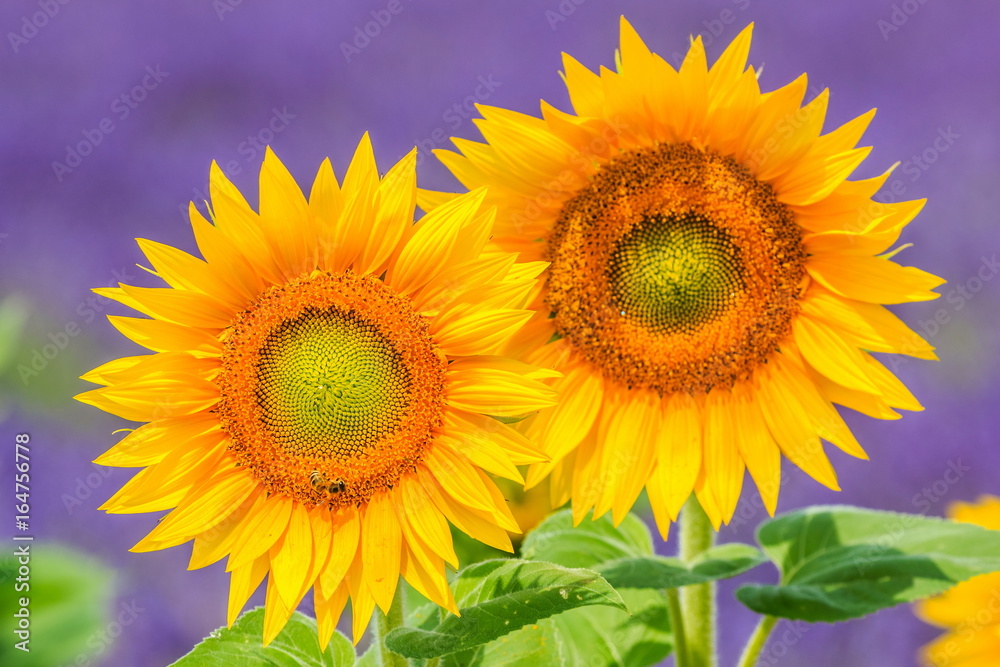 Blooming sunflowers with the field of lavender in the background Blooming sunflowers with the field of lavender in the background