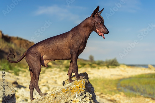 One Mexican hairless dog  xoloitzcuintle  Xolo  stands at sunset on a large rock on the shore against a blue sky