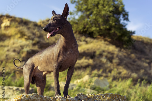 One Mexican Hairless Dog (xoloitzcuintle, Xolo) stands at sunset against a backdrop of  blue sky  and stone hills