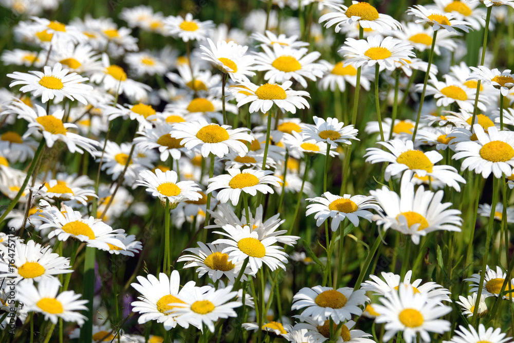 Fototapeta premium Lot of beautiful wild field chamomile flowers with white petals on meadow in summer day closeup 