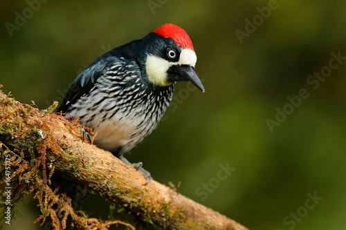 Woodpecker from Costa Rica mountain forest, Acorn Woodpecker, Melanerpes formicivorus. Beautiful bird sitting on the green mosse branch in habitat. bird in the nature, Costa Rica.