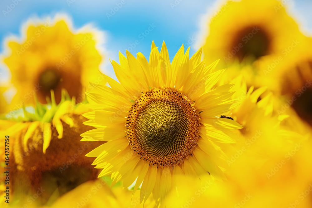 Obraz premium Blooming sunflower. Sunflowers are large. Beautiful sunflowers in summer