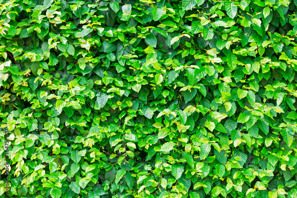 Natural green leaf hedge, texture background Natural green leaf hedge, texture background