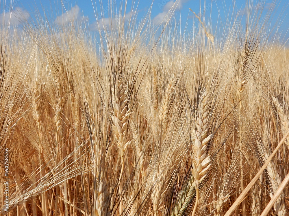 Fototapeta premium il grano