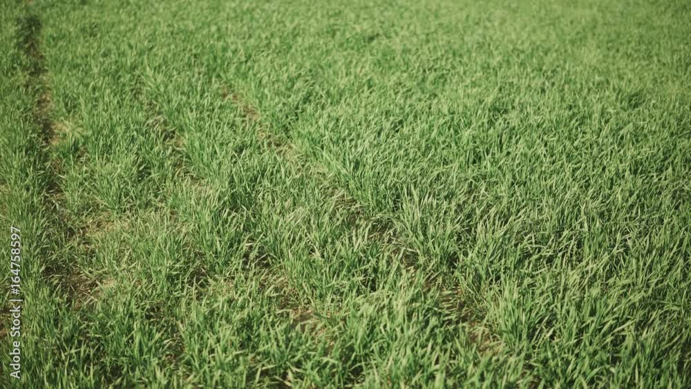 Camera slide over field full of small green wheat during early spring time Camera slide over field full of small green wheat during early spring time