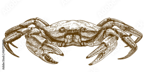 etching illustration of crab