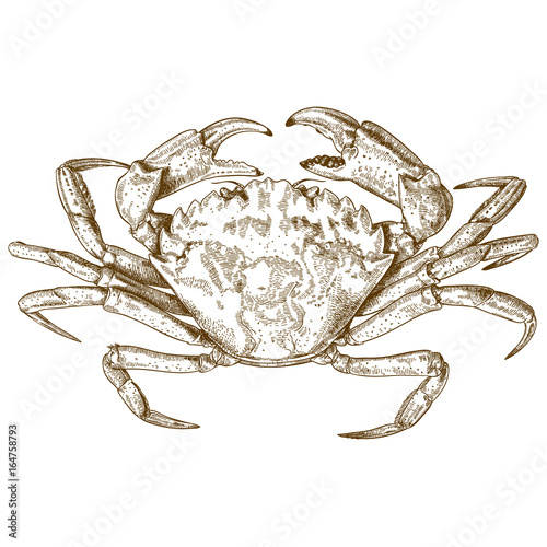 engraving illustration of crab