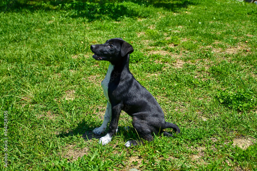 Dog playing outside smiles. Happy Dog. A beautiful puppy dog Dog playing outside smiles. Happy Dog. A beautiful puppy dog