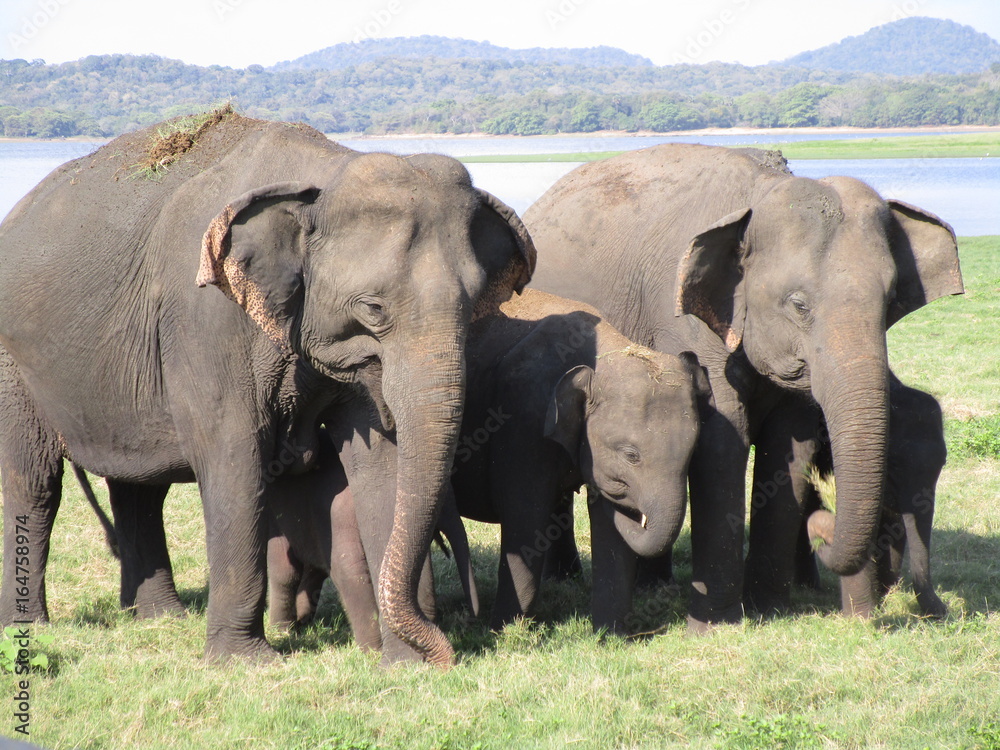 éléphants  Sri Lanka