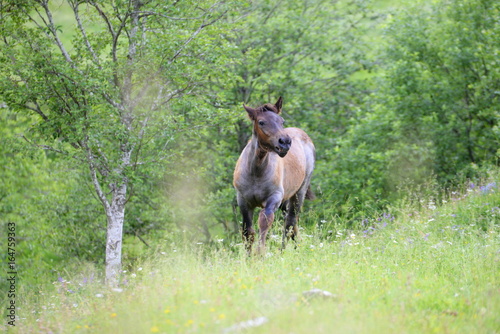 cry for mom, cute gray foal neighing for it´s mom