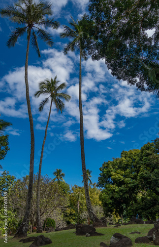 Tahitian Coconut trees © Guillaume_Casa