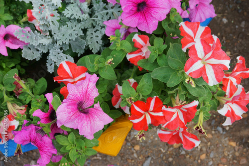 flower bed, petunias