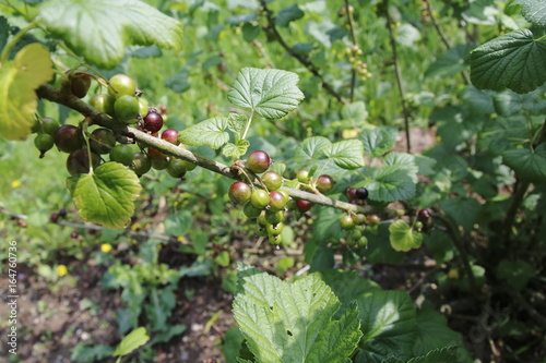 Schwarze Johannisbeere im Wachstum photo