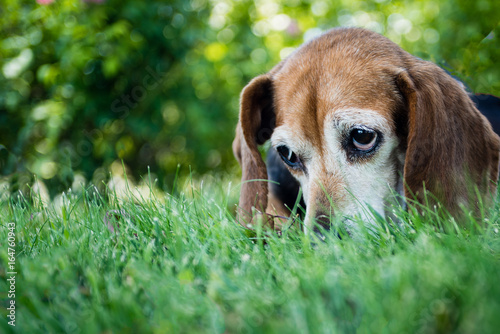 Portrait of an old beagle hound dog looking up with sad eyes outside on grass.