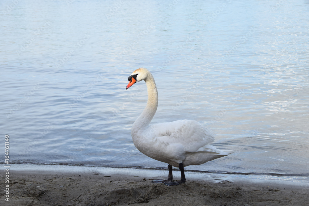 Lonely white swan on a clean lake
