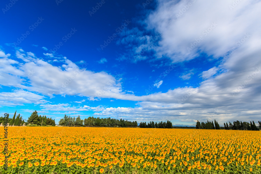 Field of blooming sunflowers on a sunny day in Provence, France
