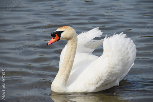 Lonely white swan on a clean lake