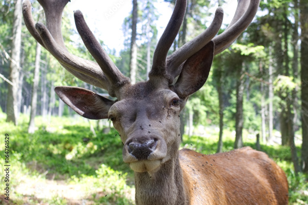 Closeup photo of european deer with antler. Closeup photo of european deer with antler.