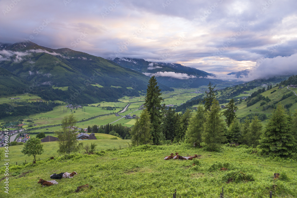 Autriche/paysage avec champs, vaches et montagnes